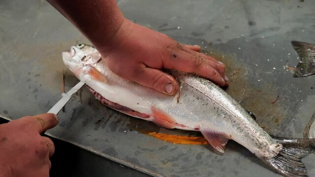 Hands of a young man using a filet knife while cleaning a Rainbow Trout fish, Oncorhynchus mykiss, caught in a Minnesota lake.