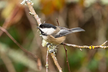 close up of a cute chickadee resting on green moss covered branch in the park