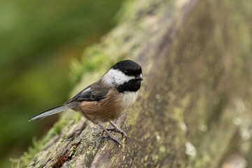 close up of a cute chickadee resting on green moss covered wooden fence in the park