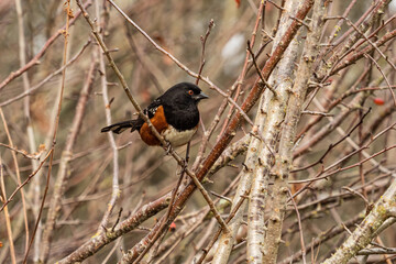 one towhee bird resting on the thin branch of dense leafless bushes in the park