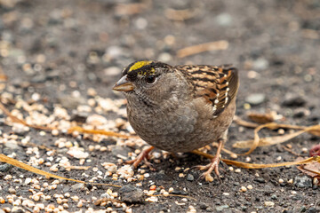 close up of a chubby golden crested sparrow eating the bird food spread on the ground in the park