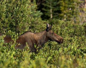 A cow moose walks among the willows in the Bighorn National Forest, Wyoming