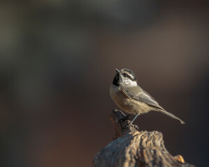 A mountain chickadee pauses on an old tree trunk near Iron Mountain, Wyoming