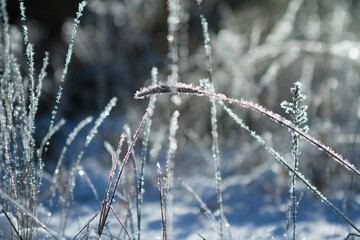 Winter grass in a frosty forest, covered with ice