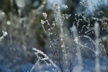 Winter grass in a frosty forest, covered with ice