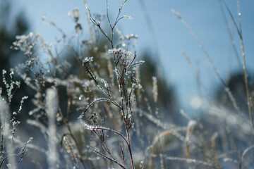 Winter grass in a frosty forest, covered with ice