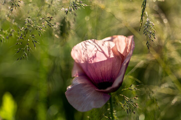 Mohnblume in rosa, Makro