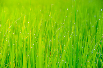 green grass background