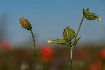 Knospe der Mohnblume