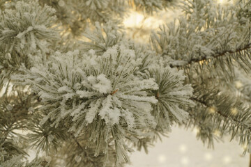 Christmas tree is covered with fresh snow. pine tree and fluffy snow, New Years celebration...