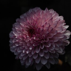Chrysanthemum show in ShenZhen, year 2020