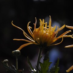 Chrysanthemum show in ShenZhen, year 2020