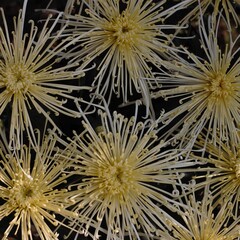 Chrysanthemum show in ShenZhen, year 2020