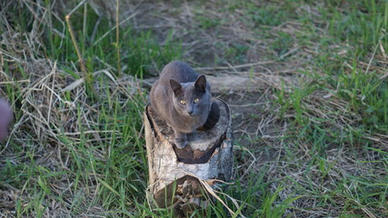 SONY DSC