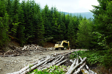 Deforestation in the Carpathian Mountains. The excavator destroys the forest. Illegal deforestation.