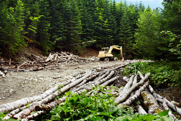 Deforestation in the Carpathian Mountains. The excavator destroys the forest. Illegal deforestation.