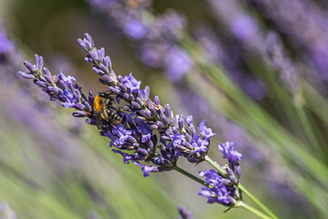 Lavendel mit Insekt, Makroaufnahme