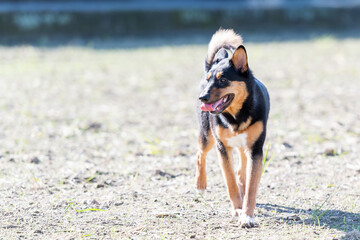 散歩する犬