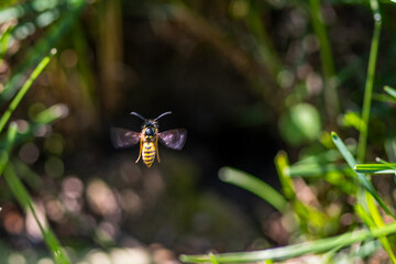 Erdwespe im Anflug
