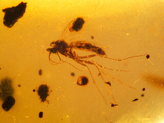 P1010009 fly fossil inside 99 million year old Burmese amber cECP 2020 © Ernie Cooper