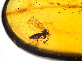 P1010003 fly preserved inside 99 million year old Burmese amber cECP 2020