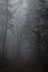 Dark misty forest in late autumn