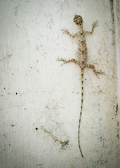 Beautiful lizard with a long tail sits on the wall