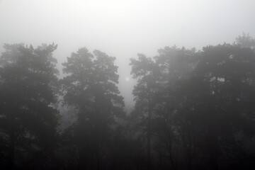 Dark misty forest in late autumn
