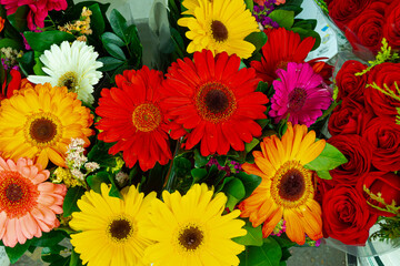 colorful gerber flowers