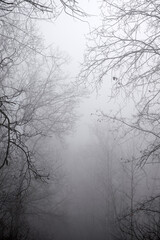 Fototapeta na wymiar Dark misty forest in late autumn