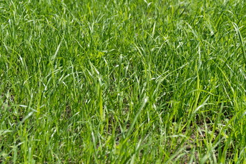 Background from young tender green lawn grass.