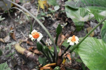 WILD BLOOMING FLOWER