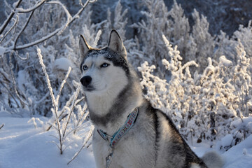 Naklejka premium gorgeous purebred husky dog among snowy nature