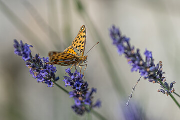 Schmetterling am Lavendel