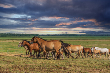 A herd of horses runs across the field against the backdrop of a cloudy sky.