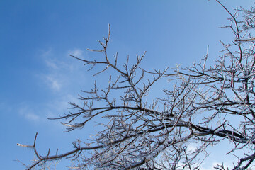 Frozen tree branches covered by ice after an ice storm. Winter landscape.
