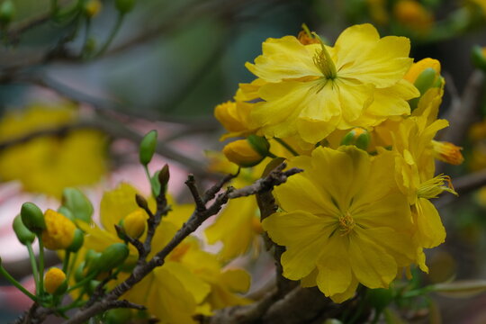 The best stock of apricot blossom (Ochna Integerrima). Royalty high quality free image of Ochnaceae. Ochna integerrima is symbol of Vietnamese traditional lunar New Year. Mai flower in Vietnamese