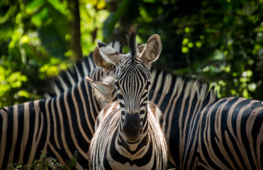 Fototapeta na wymiar Portraif of a zebra in a herd