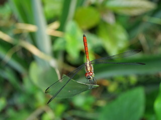 Asiatic Blood Tail dragonfly (Lathrecista asiatica asiatica) with big red eye on plant leaf with natural green background, Thailand	
