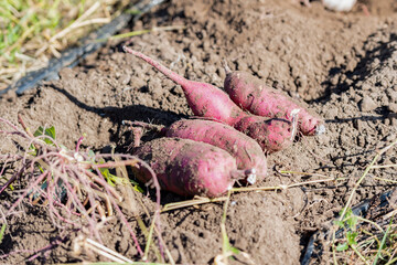 畑でサツマイモを収穫する様子