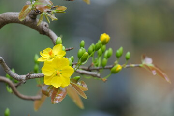 The best stock of apricot blossom (Ochna Integerrima). Royalty high quality free image of Ochnaceae. Ochna integerrima is symbol of Vietnamese traditional lunar New Year. Mai flower in Vietnamese