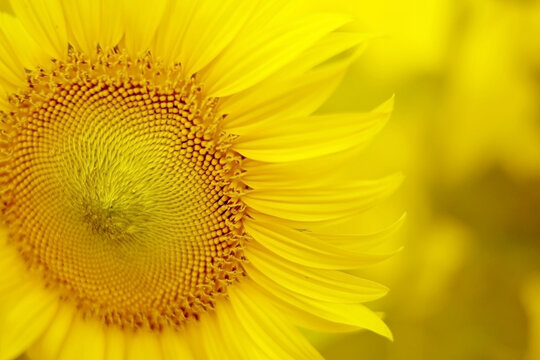 Blurry yellow flower in yellow pastel or yellow sunflower with soft focus use for web design and wallpaper background