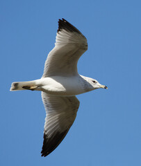 Ring-billed Gull Flying Overhead