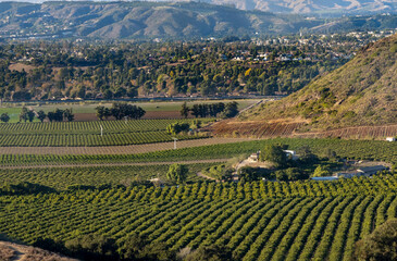 Valley of rows of lemons and orange trees with farm house overlooking the grove and hills