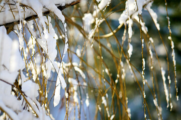 winter, snow, tree, cold, forest, landscape, frost, nature, sky, white, trees, season, winter forest, winter landscape, branch, frozen, ice, blue, christmas, snowy, park, pine tree, scene, day, tree, 