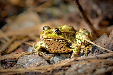 
frog, amphibian, green, animal, toad, wildlife, pond, water, macro, eye, wild, reptile, animals, brown, wet, lake, frogs, swamp, grass, eyes, close up, green amphibian frog, nature, brown,
