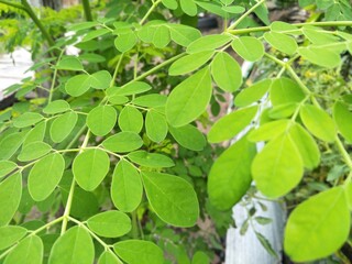 green leaves in the garden