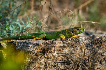 lizard, reptile, green, animal, nature, wildlife, wild, macro, lacerta, animals, close-up, tail, iguana, chameleon, small, eye, grass, reptiles, stone, forest, creature, dragon, tree