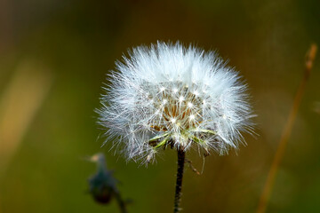 
dandelion, flower, nature, plant, green, seed, white, spring, summer, grass, weed, flora, fluffy, seeds, macro, meadow, closeup, field, wind, flowers, blossom, outdoors, Beautiful. dandelions,