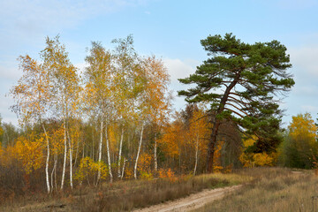 
autumn, forest, landscape, nature, tree, sky, fall, trees, road, season, leaves, red, birch, blue, leaf, tree, park, foliage, green, grass, field, rural, color, red, pine ,